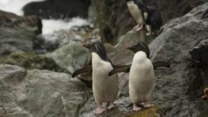 Científicos proponen crear un programa de investigación para Isla Diego Ramírez