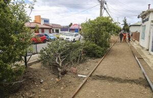 Advierten daños a árboles del Barrio Croata