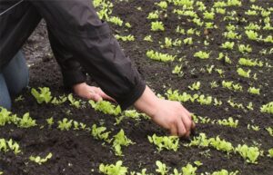 Desarrollo Social lanza programa sobre autoprovisión de alimentos