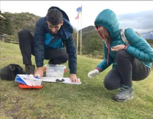 Revelan drama alimenticio de los zorros de Torres del Paine