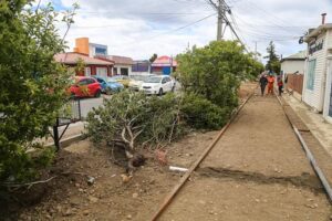 Municipio responde quejas por daños en los árboles  del Barrio Croata