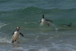 Pingüinos de Vincha