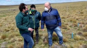Más de 17 mil hectáreas de coironales afectadas por un hongo