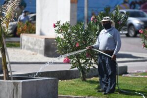 Pandemia conlleva boom en la adquisición de plantas