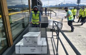 Por primera vez despachan desde Magallanes a Estados Unidos dos toneladas de salmón fresco