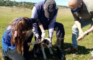 Realizan primeros operativos del Plan Veterinario en Terreno