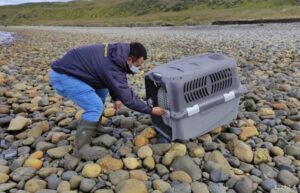 Sernapesca reporta tres rescates de pingüinos