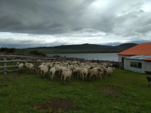 Tradicional esquila magallánica se realiza pese a dificultades que impone la pandemia