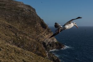 Albatros de Ceja Negra: el 75% de su población mundial se concentra en las Islas Malvinas y Georgias del Sur
