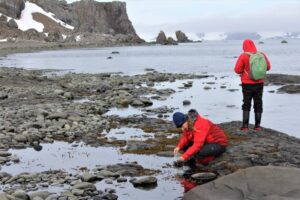 Investigación develó que macroalgas antárticas podrían prevalecer al cambio climático