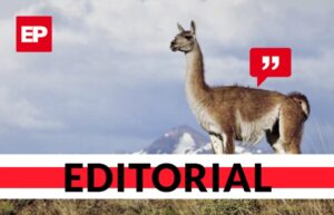 En Magallanes aún no se logra un manejo sustentable del guanaco