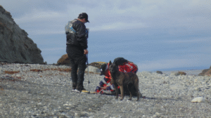El rol de la unidad canina en la búsqueda de militar desaparecido en costas de Magallanes