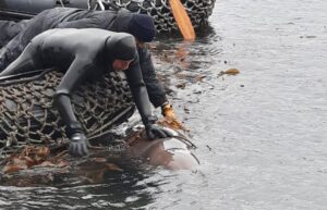 Sernapesca y Armada rescataron a Ziphio que se encontraba atrapado