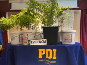 PDI incautó plantas de marihuana en Puerto Natales