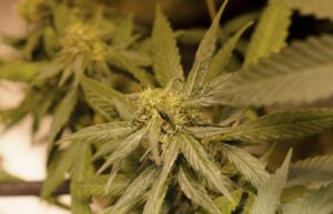 Incautan 16 plantas de cannabis sativa y 57 gramos de marihuana
