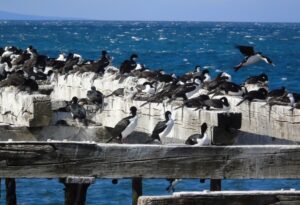 SAG Magallanes recuerda la importancia de respetar la avifauna costera