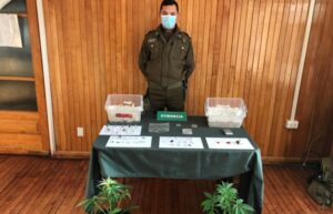 Millonaria incautación de hongos alucinógenos en Porvenir