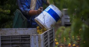 Lluvias dejan US$150 millones en pérdidas frutícolas y mano de obra caería 15%, según Fedefruta