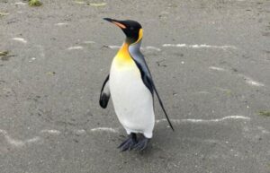 Funcionarios de Sernapesca reubicaron a pingüino rey en Porvenir