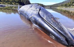 Varamiento de ballenas: expertos magallánicos coinciden en que hubo ataque de orcas