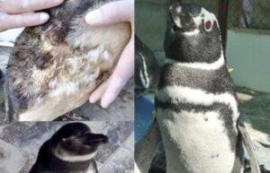 Pingüinos magallánicos fueron liberados en Cachagua: estuvieron en estado crítico