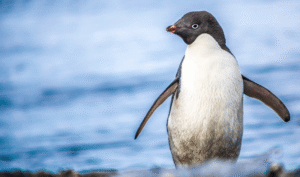 Investigadores chilenos descubren nuevo virus para pingüinos antárticos
