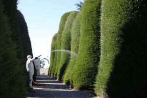 Cementerio Municipal inicia labores de limpieza, arreglos generales y fumigación de cipreses