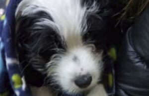Presunto autor del robo de una mascota queda con arraigo regional