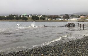 Ataque de orcas a dos ballenas terminó con una de ellas muerta