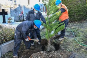 Remplazan cipreses que fueron quemados el 2018 en el Cementerio Municipal