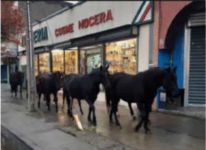 Presentan querella contra municipio por caballos en las calles