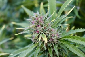Hoy se inicia juicio de acusado por cultivo de cannabis
