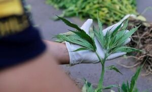 Condenada por tráfico y cultivo de 42 plantas de cannabis cumplirá pena en libertad
