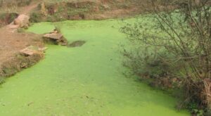 Congreso de Ciencias del Mar 2021: investigadores advierten incremento de algas nocivas
