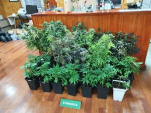 Formalizan a sujeto que mantenía 21 plantas de cannabis en su casa