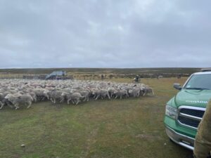 Detienen a sujeto con casi 300 ovinos que habrían sido sustraídos