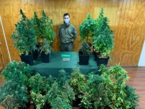 Mujer de 52 años fue detenida por carabineros por mantener cultivo de marihuana