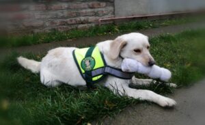 Brigada canina del SAG Magallanes cuenta con nueva integrante