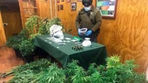 Condenan a 541 días de cárcel a sujeto por cultivo de 42 plantas de cannabis