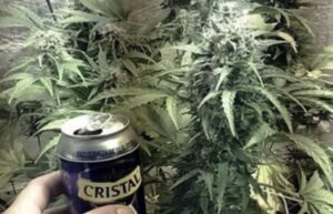 Juicio por 42 plantas: tribunal descarta tráfico y dicta condena por cultivo ilegal