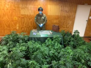 Condenan a acusados de cultivar 156 plantas de cannabis y posesión de 350 gramos de cocaína
