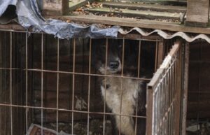 Denuncian maltrato contra 120 perros por parte de la Fundación Animalistas San Francisco