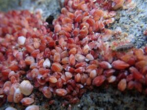 Estudio reveló dos especies desconocidas de diminutos bivalvos en el Océano Austral
