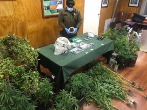 Acusado por tráfico de marihuana: “Yo me dedico a la cocina, a la repostería cannábica”
