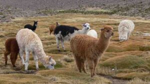 U. Austral vendió licencia de investigación sobre anticuerpo de alpaca que combate el Covid