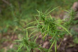 Detienen a sujeto por 17 plantas de  cannabis y 267 gramos de marihuana