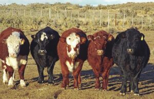 Crece la producción de carne en Magallanes