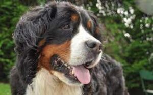 Padres se querellan contra dueños de perro que ocasionó graves heridas a su hijo