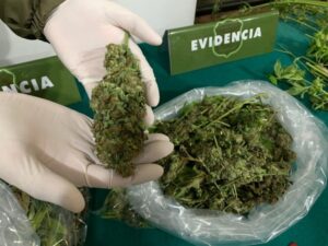 Sujeto queda con firma quincenal por 19 plantas de cannabis y 267 gramos de marihuana