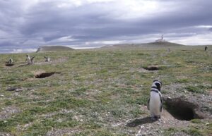 Encuentran cuatro virus en muestras fecales de pingüinos de Magallanes
